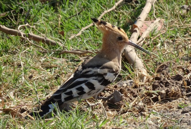 Election Day Logistics: Ensuring Smooth Operations