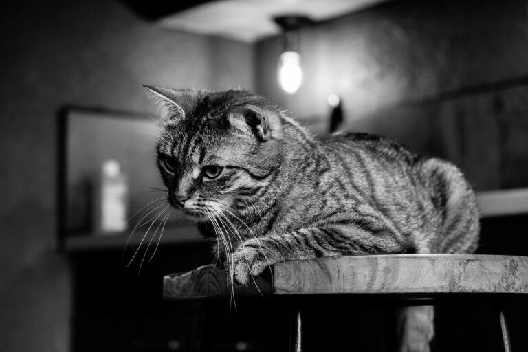 Exploring Textured Paints for Unique Home Improvement