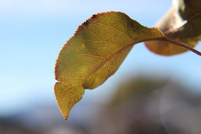 Smart Home Devices for Sustainable Waste Management: 11xplay reddy login password, Diamondexch9 id, Skyexchange id