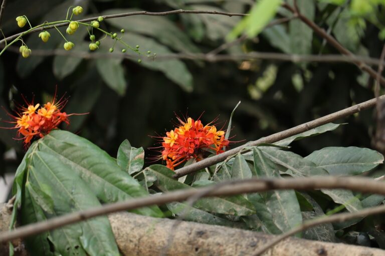 Understanding Voter Behavior Through Canvassing: Betbhai book, Cricbet99 login, Diamondexch9 login