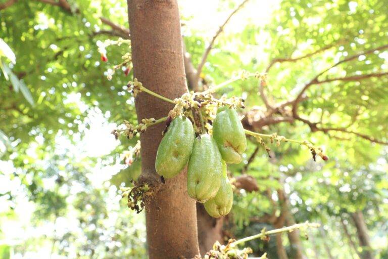 Exploring the Influence of Social Networks on Canvassing Effectiveness: Sky exch, World 777 com login, Gold bet