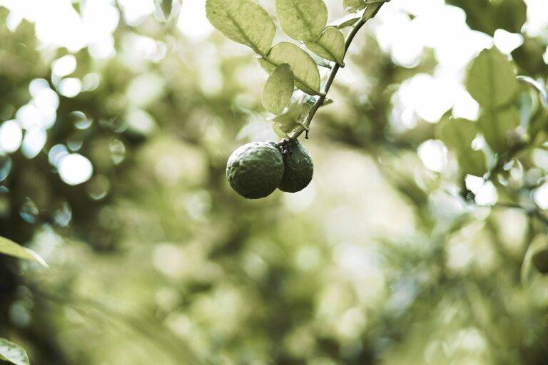 Spice-inspired Community Gardens: Growing with Flavor: Tigerexchange 247.com, Golden 77.com, Sky 99 exch com login